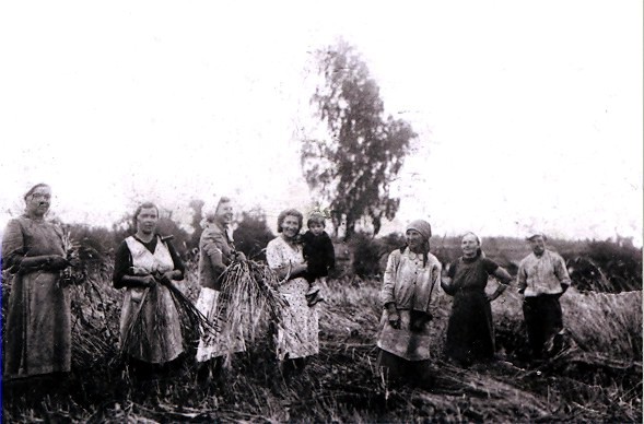 Żniwa w Hucie Pieniackiej